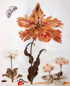 botanical print with flowers, catepillars, and a moth
