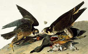 A painting of birds eating other birds
